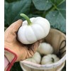 UtopiaSeeds Casperita Mini White Pumpkin Seeds