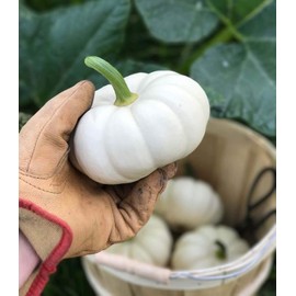 UtopiaSeeds Casperita Mini White Pumpkin Seeds