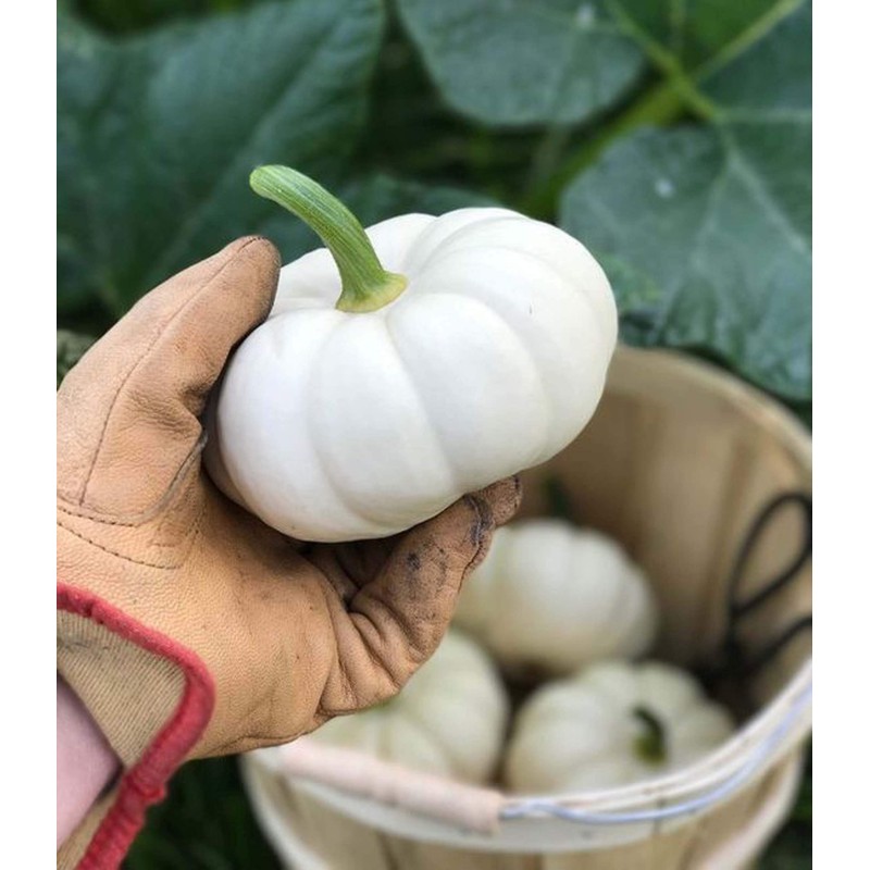 UtopiaSeeds Casperita Mini White Pumpkin Seeds