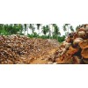 Carbon Activado En Polvo Super Fino 1 Kilo
