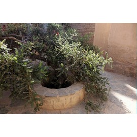Frankincense Seeds - Boswellia Serrata- 10 Heirloom Seeds! Very Limited Supply -Indian Frankincense