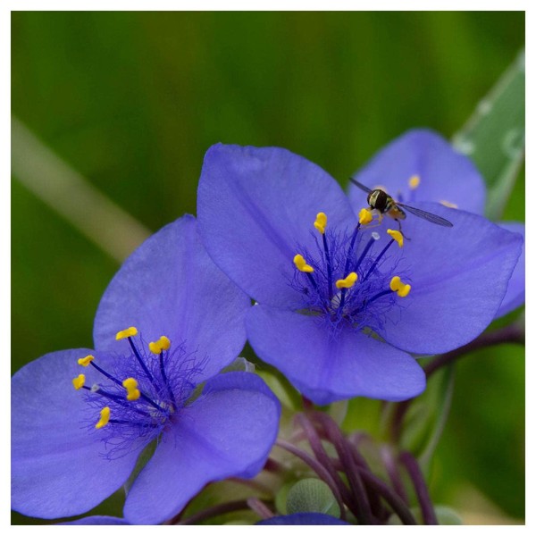 Everwilde Farms - 1 Oz Prairie Spiderwort Native Wildflower Seeds