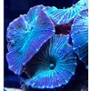 Live Saltwater Coral - Watermelon Discosoma Mushroom (Single Head)