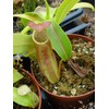 Nepenthes Sanguinea Pitcher Plant - Live Carnivorous - Beginner Friendly