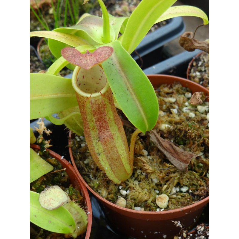 Nepenthes Sanguinea Pitcher Plant - Live Carnivorous - Beginner Friendly