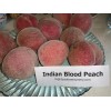 live plant Indian Blood Cling Peach grafted Bare root 1