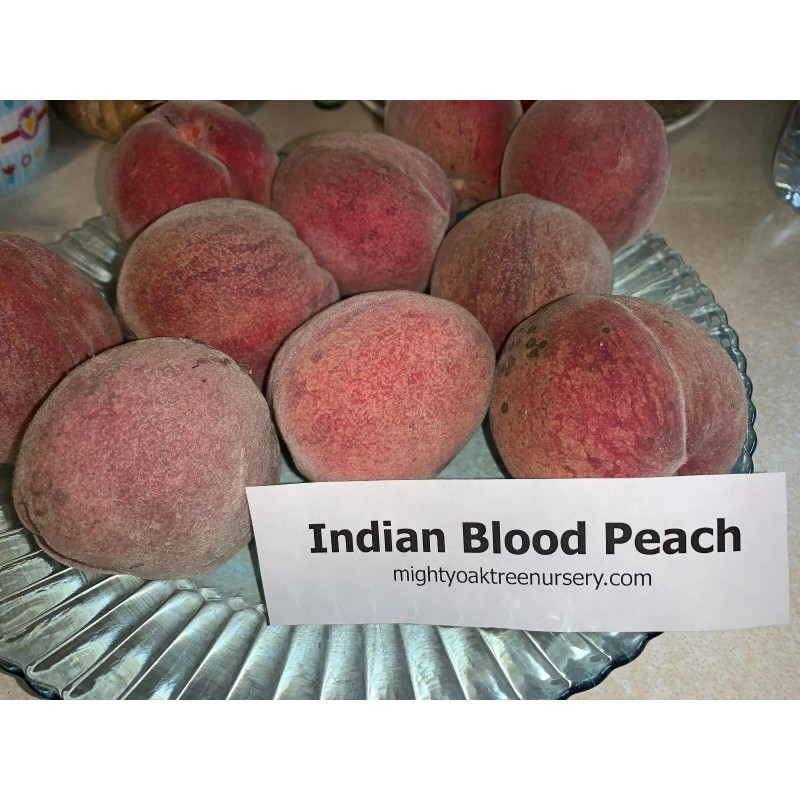 live plant Indian Blood Cling Peach grafted Bare root 1
