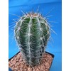 Tucson Tools Goognice Saguaro Cactus 5" to 10" Tall 8
