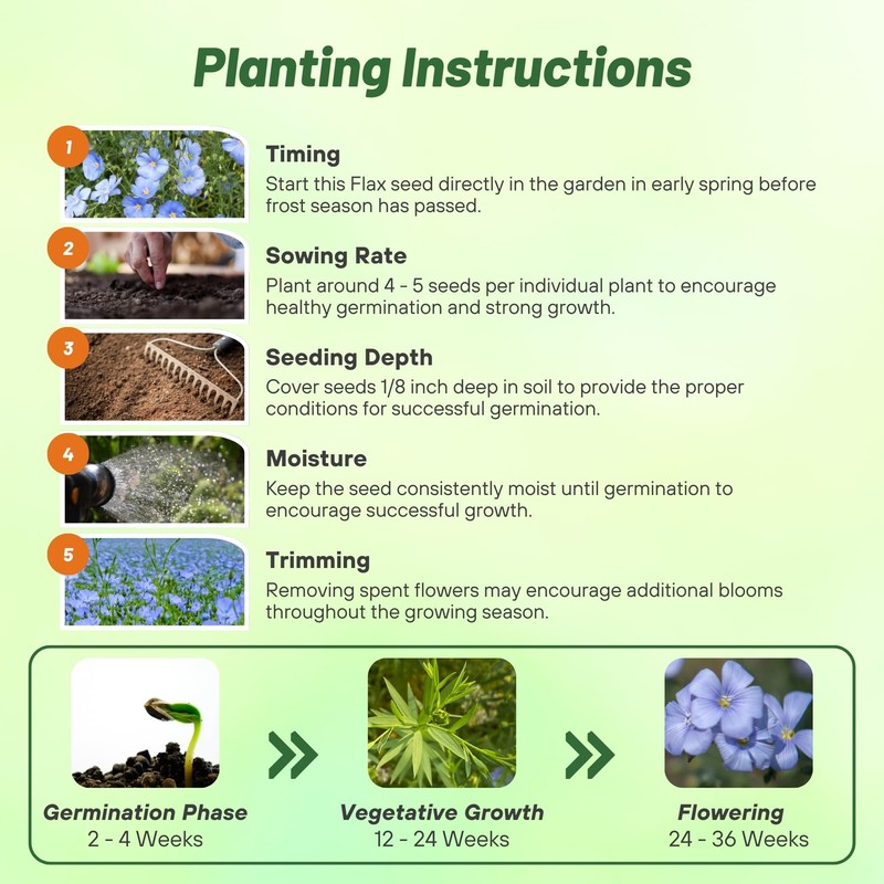 Outsidepride Sky Blue Flax Seeds - 2000 Pcs Annual Flower