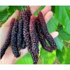 Seed-Top 200 Pakistan Mulberry Fruit Tree Seeds Popular Variety Rare