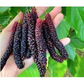 Seed-Top 200 Pakistan Mulberry Fruit Tree Seeds Popular Variety Rare Morus  Dense fruit