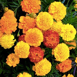 TomorrowSeeds - Petite Mix French Marigold Seeds - 200+ Count - for 2025 Planting Dwarf Tagetes Patulas Mixed Colors Sparky Annual Daisy Pollinator Garden Flower Grow Your Own Home Farm Patio Healthy