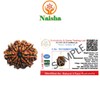 NAISHA 10 Mukhi Rudraksha Bead Necklace, 100% Certified & Original