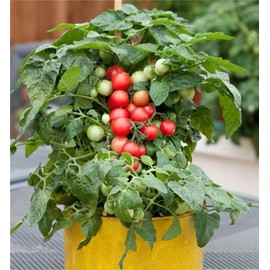 Garden Plant Seed Dwarf Red Tomato (Micro Tom)100+ Rare Pot Cherry Tomato