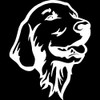Decal Stickers of Golden Retriever (White) (Set of 2) Premium