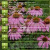 SEBIOLA Echinacea Seeds for Planting - 100 Pink Blooms, Long-Lasting