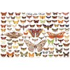 123Posters (36 x 24) Moths of the World Poster