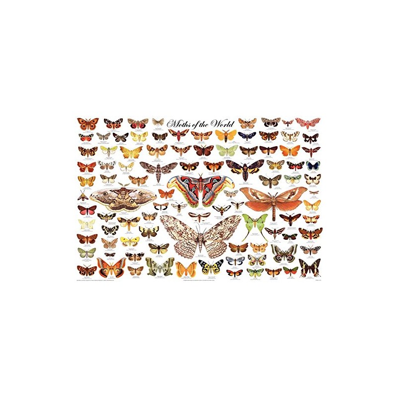 123Posters (36 x 24) Moths of the World Poster