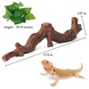 Apatal Reptile Climbing Branch Decor with Leaves 2 Pcs Resin