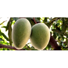 Tree Alampur Banesham Mango Grafted Tree 2-4 Ft Tall. Ship To All States