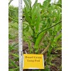 Little Seed Store 40+PERKINS DWARF OKRA Seeds Compact 4' Plant
