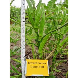 Little Seed Store 40+PERKINS DWARF OKRA Seeds Compact 4' Plant Full Size 8" Pods Garden Container