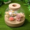 Cork Glass Bottle Container Tabletop Circle Vase Lid Plant Betta