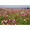 2000 Sensation Mix Cosmos Bipinnatus Seeds, by Seeds2Go