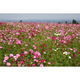 2000 Sensation Mix Cosmos Bipinnatus Seeds, by Seeds2Go