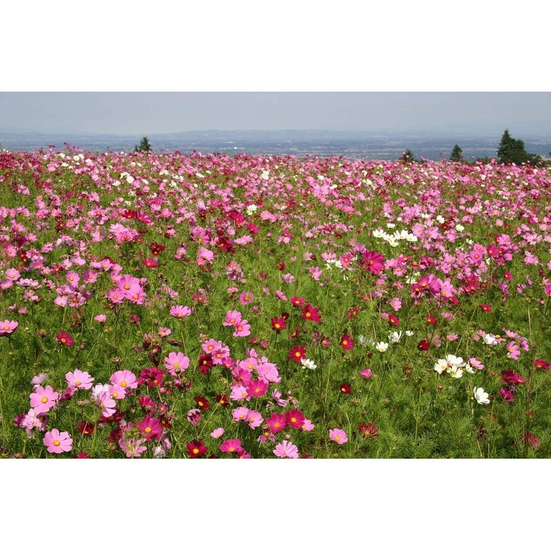 2000 Sensation Mix Cosmos Bipinnatus Seeds, by Seeds2Go