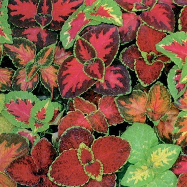 Little Seed Store 351+COLEUS Rainbow Mix Seeds Shade Garden Container