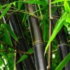 50 Black bamboo seeds - Phyllostachys nigra. USA seller.