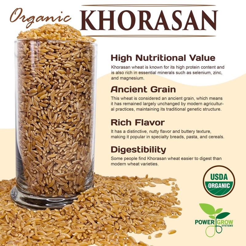 Khorasan Wheat - 100% Certified Organic Khorasan Whole Wheat Grain