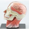 4D Vision Human Head Anatomy Model
