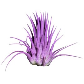 Air Plants - Tillandsia Ionantha - Organically Enhanced Color - Live Arrival Guaranteed - House Plants for Home Decor & Gift (Lavender 1pk)