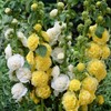 300 Seeds Alcea Chaters Double Apricot Flower Seeds Double Hollyhock