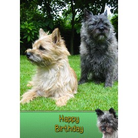 Cairn Terrier Birthday Card