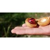 Mandoi Nutmeg Organic Nutmeg 100 g Nutmeg Whole Nutmeg Nutmeg