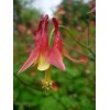 Buy Rare Seeds Aquilegia canadensis | Canadian Eastern Red Columbine