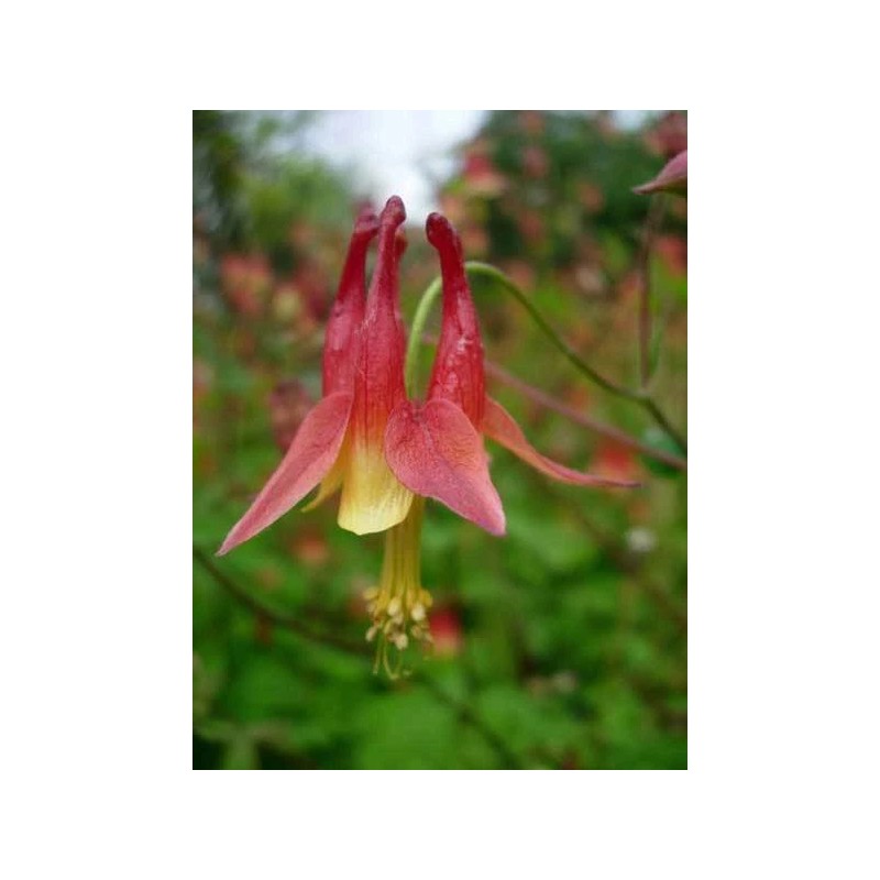 Buy Rare Seeds Aquilegia canadensis | Canadian Eastern Red Columbine