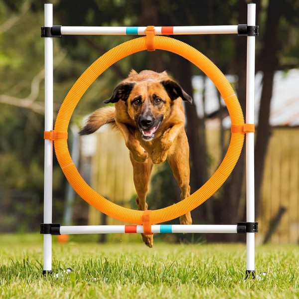 Midlee Dog Agility Hoop Jump- Pet Ring Equipment Training Portable Obstacle Course
