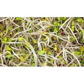 Todd’s Seeds - Sprouting Broccoli Seeds - Calabrese Variety, Non-GMO, Heirloom - 1 pound - Bulk Seeds