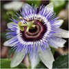 22Day Seeds: Seeds Purple Passionflower/Maypop/Perennial Flowers