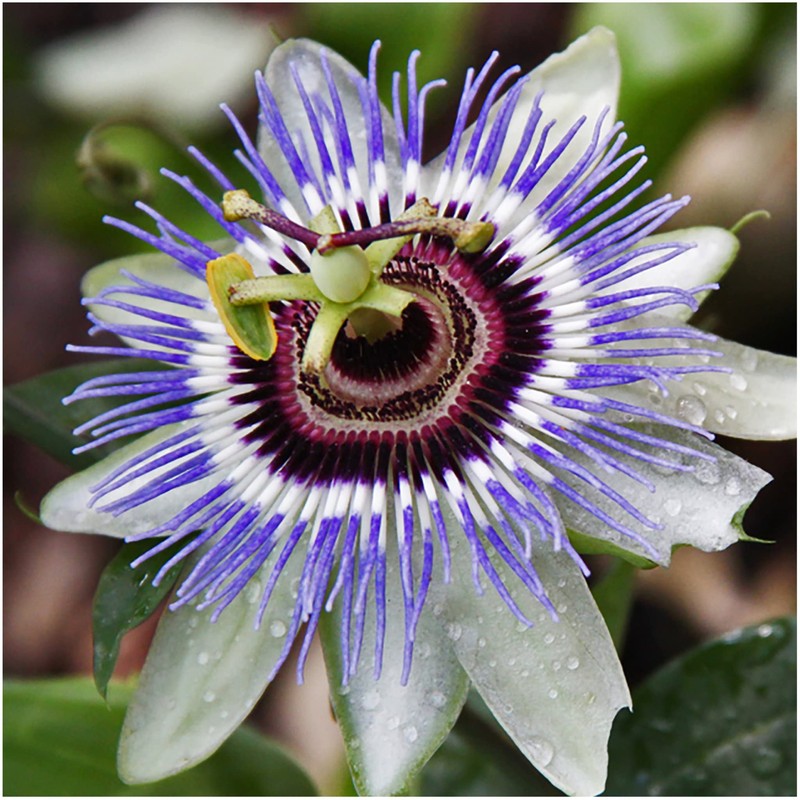 22Day Seeds: Seeds Purple Passionflower/Maypop/Perennial Flowers