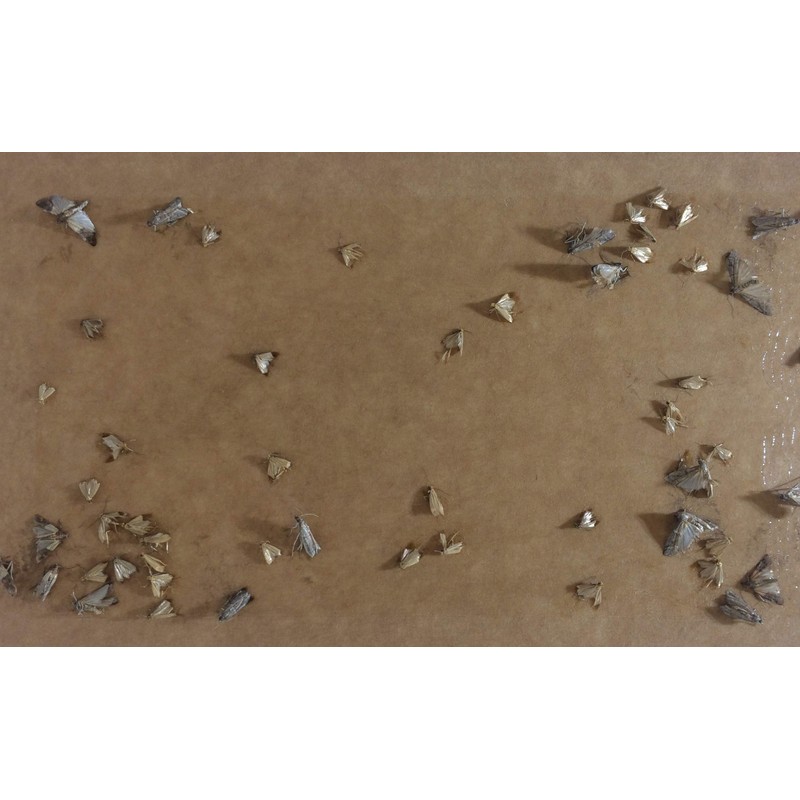 Natural Clothes Moth Pheromone Sticky Trap re-fill pack of 2