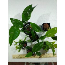Easy-to-grow, Low light-loving aquarium plant package, includes 6 plants