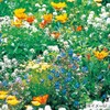 Takii Seedling Wildflower Hydro Color Mix