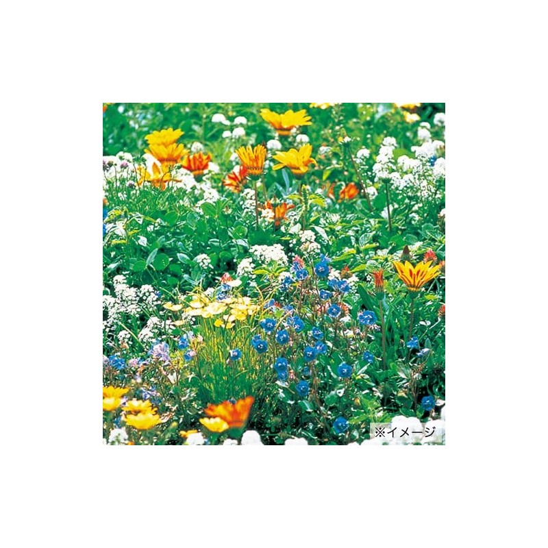 Takii Seedling Wildflower Hydro Color Mix