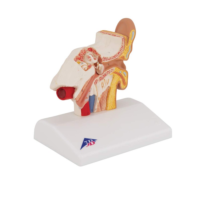 3B Scientific 3B Smart Anatomy E12 Ear Model, Table Size,