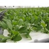 T Co-Lab Professional Grow Mat (Rock Wool) 23mm x 23mm